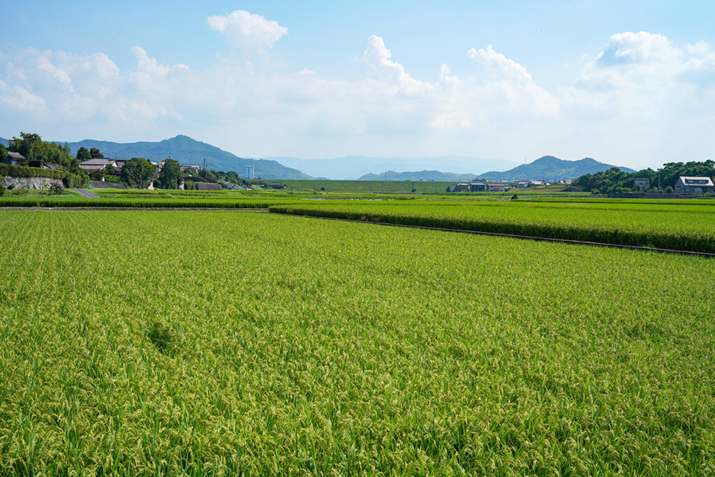 2kmほど南にある大窪池。西側の仁池とともに岡田台地の谷部を利用したため池です。1645年の干ばつを契機に、1647年（正保4年）に、高松藩主・松平頼重（まつだいらよりしげ）の命で矢延兵六（やのべへいろく）によって築かれました。