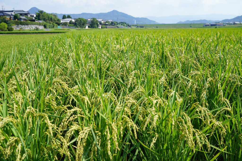 丸亀平野は土器川の扇状地で水はけがよく雨も少ないので米より小麦栽培に適しており、讃岐うどんに適した土地です。しかし、このあたり飯野山の南にある飯山南地区では条里制が発達した水田地帯です。古事記には、讃岐国が飯依比古（イイヨリヒコ）と記され、飯野山にある飯神社には飯依比古命が祀られおり、その名前から飯山南地区は古代から米どころであったことがうかがえます。